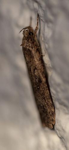 Réf. 224 794 : Agonopterix sp.